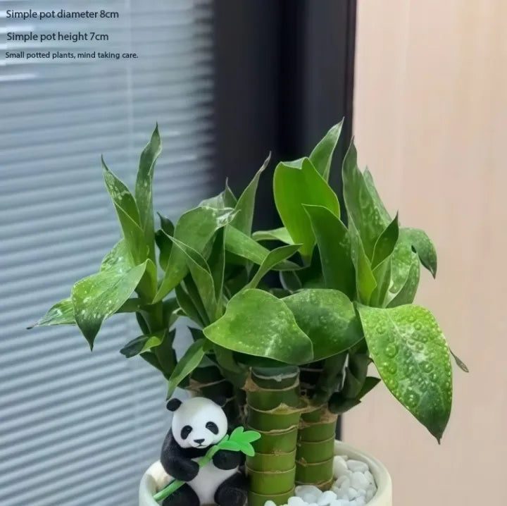 Lucky Bamboo Plant – Cute & Easy-Care House Plant🌿🍀