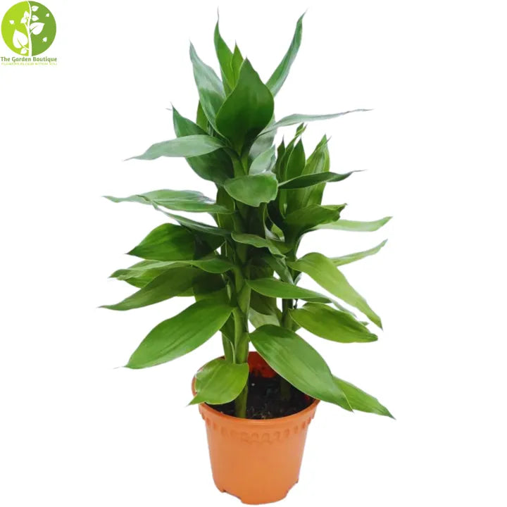 Lucky Bamboo Plant – Cute & Easy-Care House Plant🌿🍀