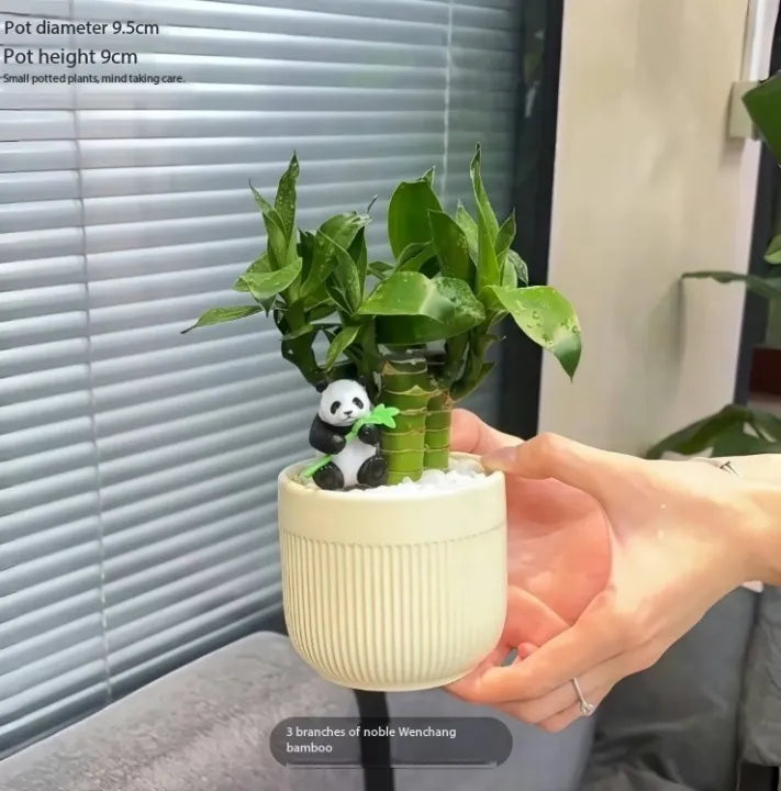 Lucky Bamboo Plant – Cute & Easy-Care House Plant🌿🍀