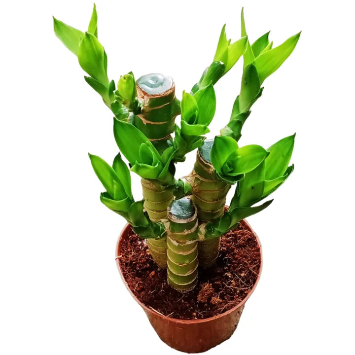 Lucky Bamboo Plant – Cute & Easy-Care House Plant🌿🍀